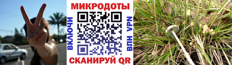 MEGA   Невинномысск  Псилоцибиновые грибы Psilocybe 